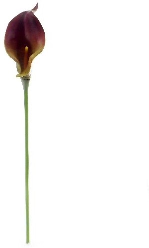 Calla Real Touch Brown Burgundy 7 cm 37 cm per stuk