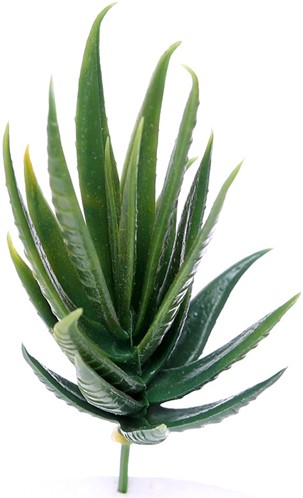 Latex Succulent 868692 Groen 13 cm per stuk