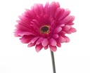 Gerbera Hot Pink Zijdenbloem 54 cm per stuk
