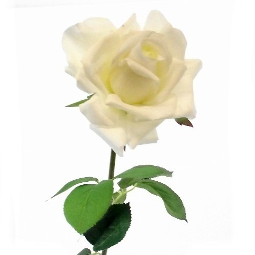 Zijden Roos Ivoorwit Large Single 70 cm per stuk