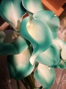 Calla Real Touch Teal Groen Edge 7 cm 37 cm lang per stuk