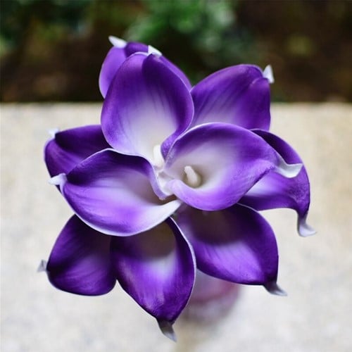 Calla Real Touch Purple Edge White 7 cm 37 cm lang per stuk