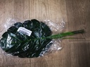 Monstera Blad Zijdenbloem Pak 10 stuks Botanical Style 17×40 cm