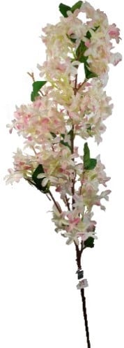 Bloesem Tak Stephanotis Zachtroze Zijdenbloem