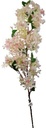 Bloesem Tak Stephanotis Zachtroze Zijdenbloem