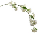 Appelbloesemtak Blossom Spray Ivory Bloemtak per stuk