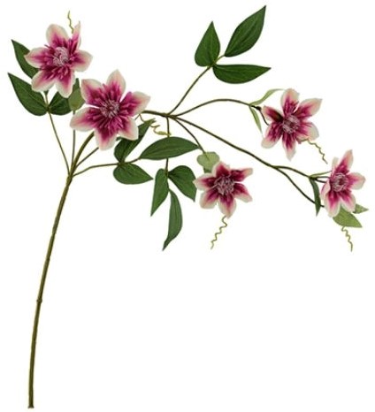 Clematis Beauty Cream Zijdenbloem 78 cm per stuk