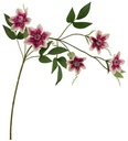 Clematis Beauty Cream Zijdenbloem 78 cm per stuk