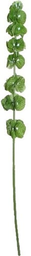 Klokken van Ierland Bells of Ireland Groen Zijdenbloem 74 cm