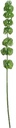 Klokken van Ierland Bells of Ireland Groen Zijdenbloem 74 cm