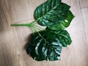 Monstera Blad Medium Zijdenbloem Botanical Style