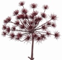 Dille Anethum Graveolens Spray Jumbo Burgundy diameter 35 cm korte steel 45 cm
