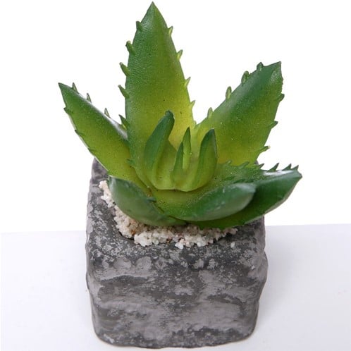 Succulent in Steeneffectpotje 7.5 cm per stuk