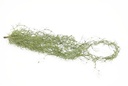 Tillandsia Hangplant Groen 75 cm
