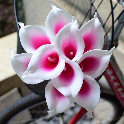 Calla Real Touch Wit Fuchsia Center 7 cm 37 cm lang per stuk