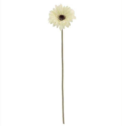 Gerbera Dry Colour Cream Zijden 53 cm per stuk
