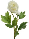 Ranonkel Camelia Wit 8x10x57 cm per stuk
