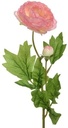 Ranonkel Camelia Roze 8x10x57 cm per stuk
