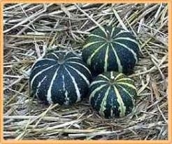Flat Striped kalebas 1000 zaden