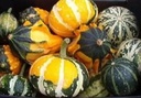 Mix Small kalebas 1000 zaden