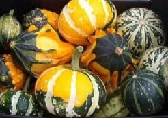 Mix Small kalebas 5000 zaden