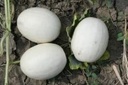 Ball Round White Gourd kalebas 50 zaden