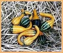 Spoon kalebas 50 zaden