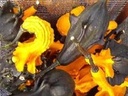 Autumn wings medium kalebas 250 zaden
