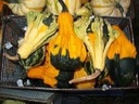 Autumn wings large kalebas 50 zaden