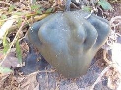 Youg Fingerfruit Groen kalebas 50 zaden