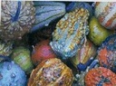 Fancy Warted mix kalebas 5000 zaden