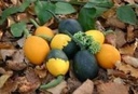 Goblin Egg Mix kalebas 50 zaden