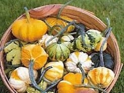 Galaxy of Stars F1 kalebas 5000 zaden