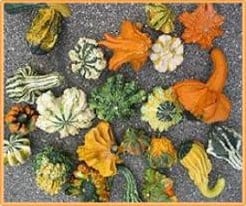 Gremlins mengsel kalebas 250 zaden