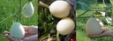 Cucurbita pepo Pears & Eggs - 50 zaden kalebas