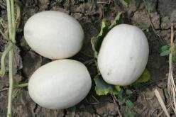 Ball Round White Gourd kalebas basiseenheid
