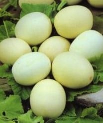 Nest Egg kalebas basiseenheid zaden