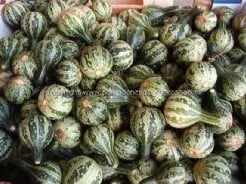 Dancing gourd kalebas basiseenheid