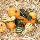 Dandymix kalebas basiseenheid