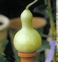 Mini Bottle Lagenaria fleskalebas 250 zaden