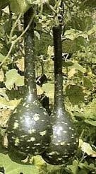 Amphora Lagenaria fleskalebas 50 zaden