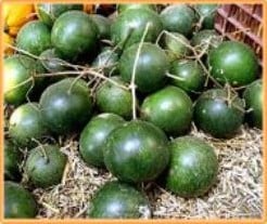 Cannon Ball Lagenaria fleskalebas 50 zaden