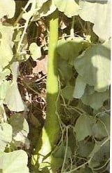 Long Groen Snake Lagenaria Fleskalebas zaden