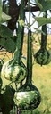 Dipper Short handled Mottled Lagenaria fleskalebas 50 zaden