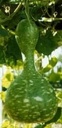Indonesian Bottle Gourd Lagenaria Fleskalebas 50 zaden