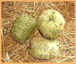 Bule Gourd Lagenaria fleskalebas zaden