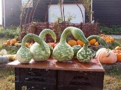 Speckled Swan Lagenaria fleskalebas basiseenheid zaden