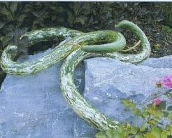 Speckled Snake Lagenaria fleskalebas basiseenheid zaden