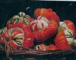 Turkse Muts Reuzen Pompoen 250 zaden