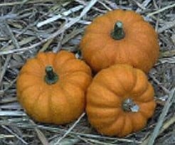 Jack Be Little, Mandarin, Sweetie Pie Pompoen 50 zaden